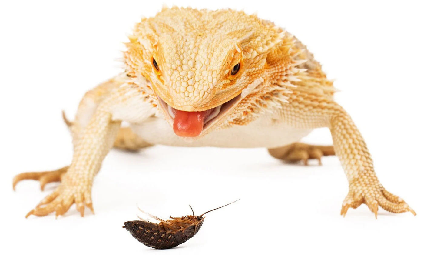 Premium Fuel for Your Reptiles